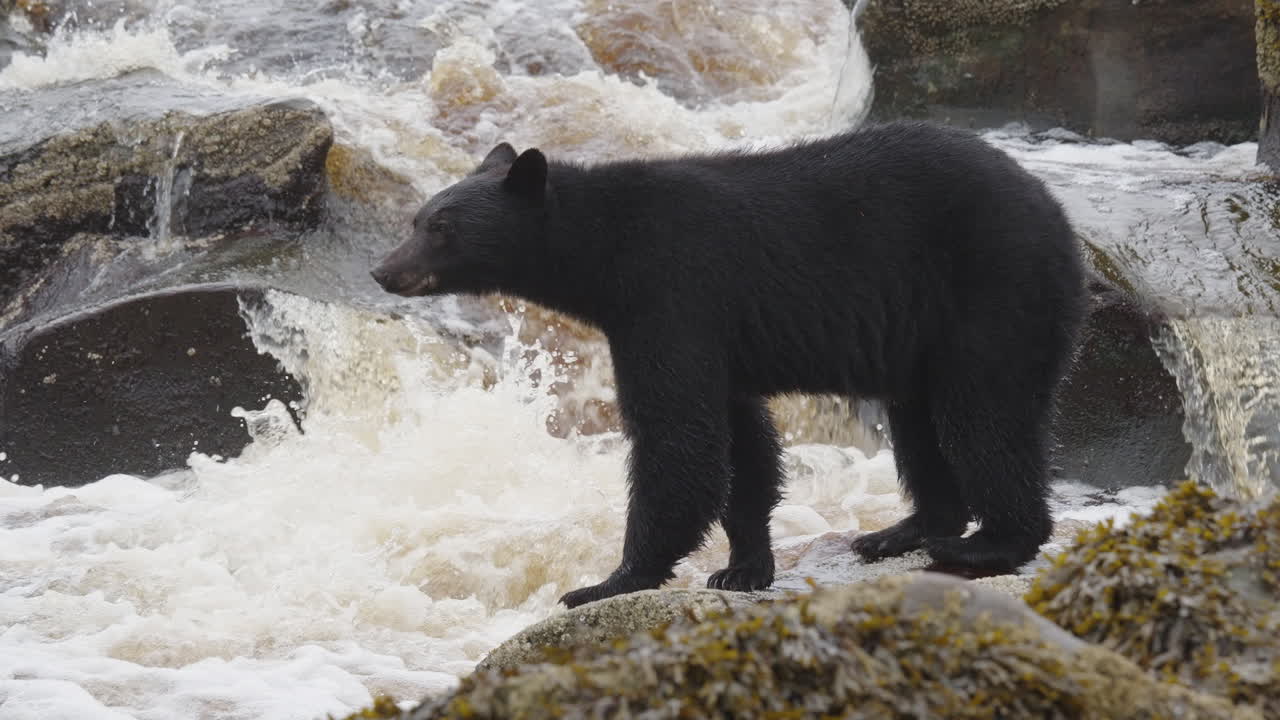 A black bear on the rocks waiting for the salmon to swim up the stream on in British Columbia, Canada. Filling up on food before going into hibernation for the winter