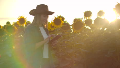 a young girl walks across a field with large sunflowers and writes information about it in her electronic tablet in summer evening.