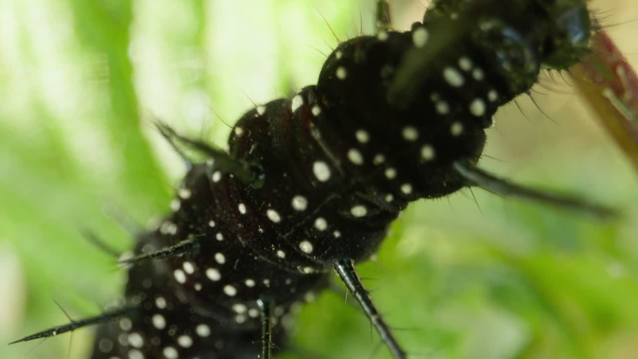 Black caterpillar eats while holding leaf with legs, seen from underside angle