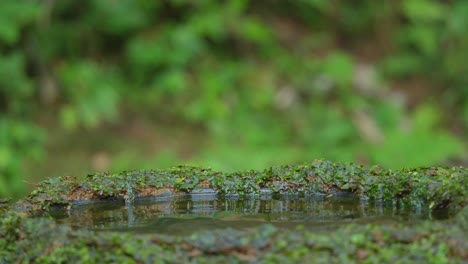 Ein-Blauohr-Eisvogel-Planschte-Ins-Wasser-Im-Teich