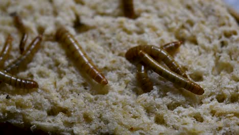 the mealworm is a species of darkling beetle used to feed pets like fish, snakes, birds, and frogs