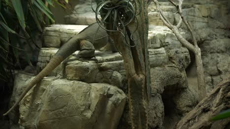 rhinocerus iguana - cyclura cornuta pair climbing and playing 4k