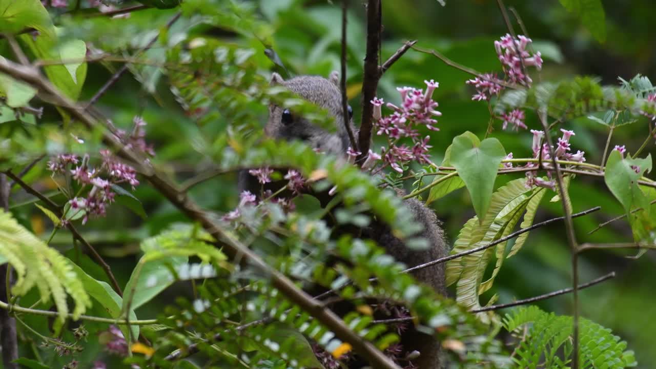 ardilla de vientre gris, callosciurus caniceps, imágenes de 4k
