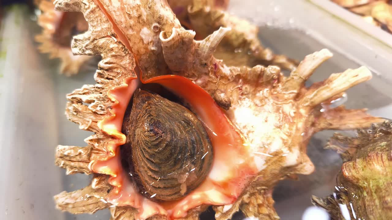 Freshly caught sea snails for sale at the market