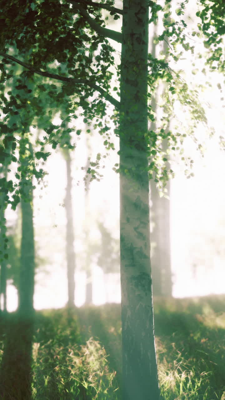 солнечный свет просматривает туманный лес.