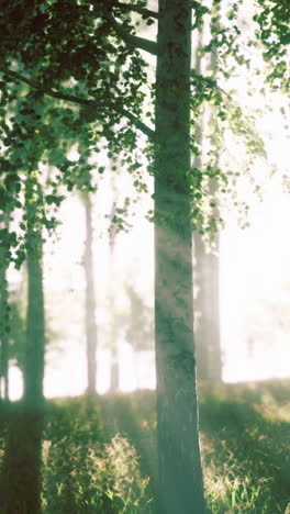 sunlight peeking through a misty forest