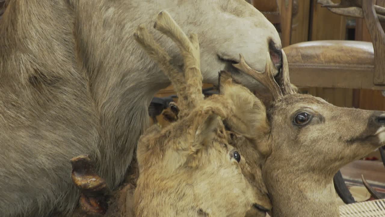 крупный план таксидермических голов оленей