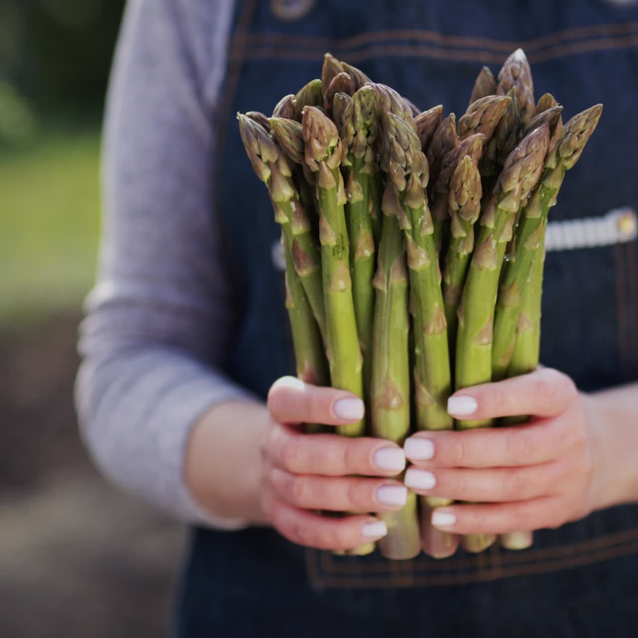 Female farmer holds fresh asparagus in a field