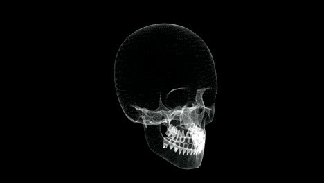 pantalla holográfica 3d de huesos del cráneo en el cuerpo humano - bucle