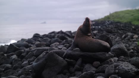 sea lion resting on rocks in the galapagos