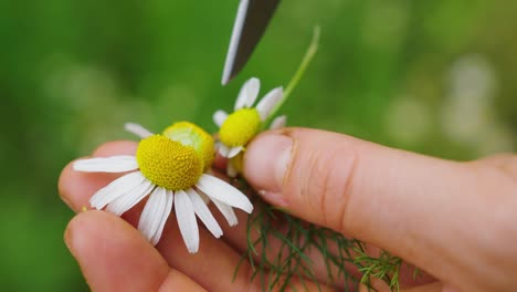 chamomile, macro close up