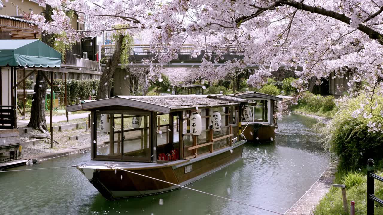 pétalos de flor de cerezo cayendo con bote en el río