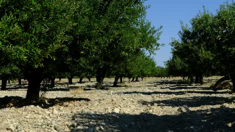 Hombre-Rocía-Medicina-Huerto-De-Manzanas