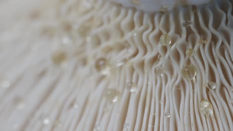 Mushroom-gills-with-water-droplets-on-surface,-extreme-close-up-view,-pan