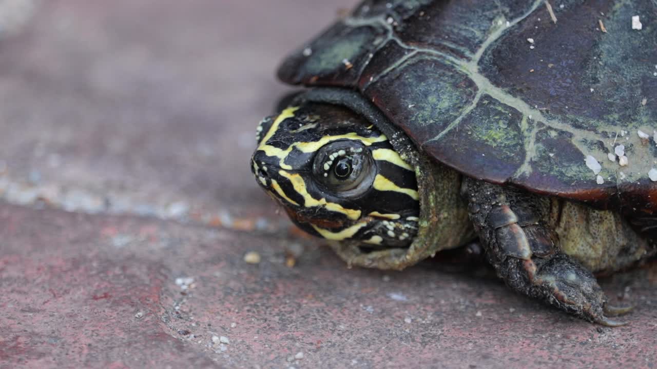 Close Up Of Malayan Snail-eating Turtle In Thailand