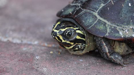 Primer-Plano-De-Una-Tortuga-Malaya-Que-Come-Caracoles-En-Tailandia