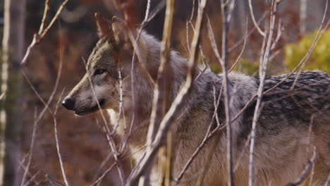 Wolf-Verfolgt-Beute-In-Zeitlupe-Im-Wald