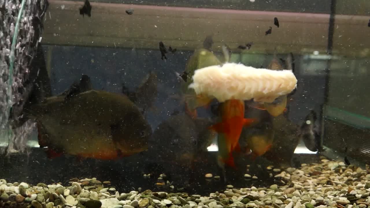 Incredible natural feeding behavior from Red Bellied Piranhas in captivity