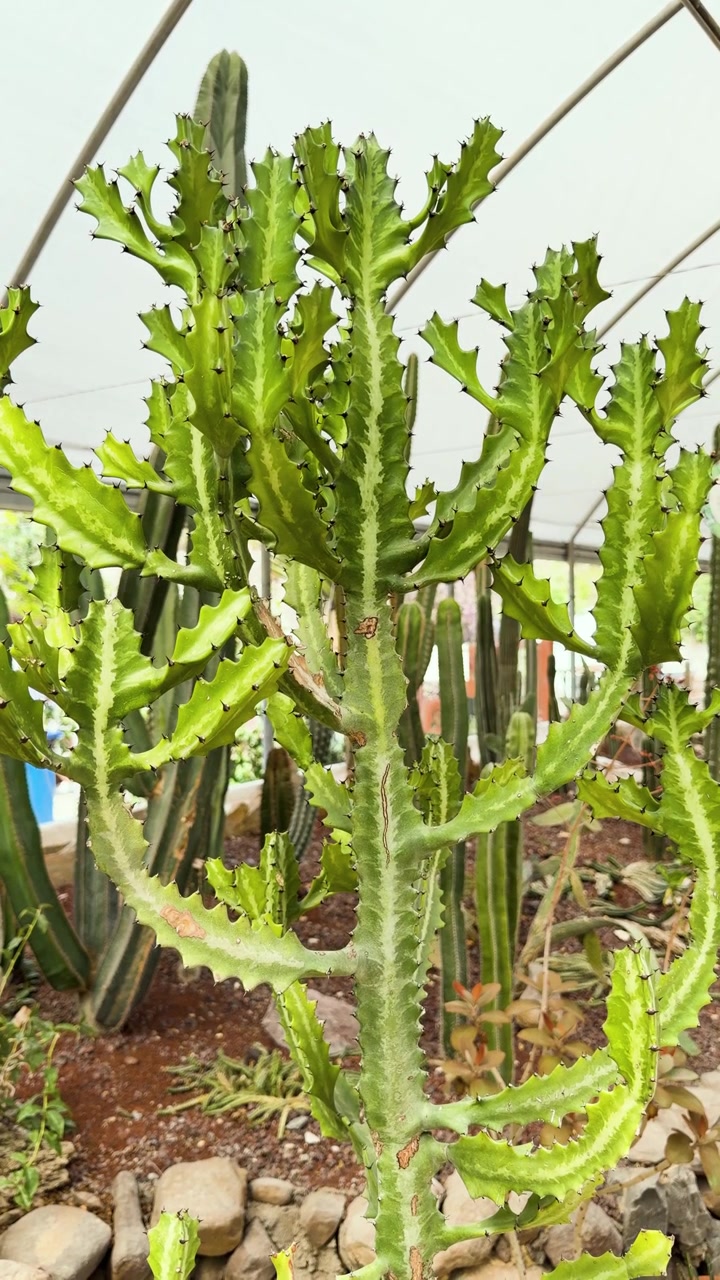 Alto cactus a candelabro che cresce tra altre piante succulente in una serra.