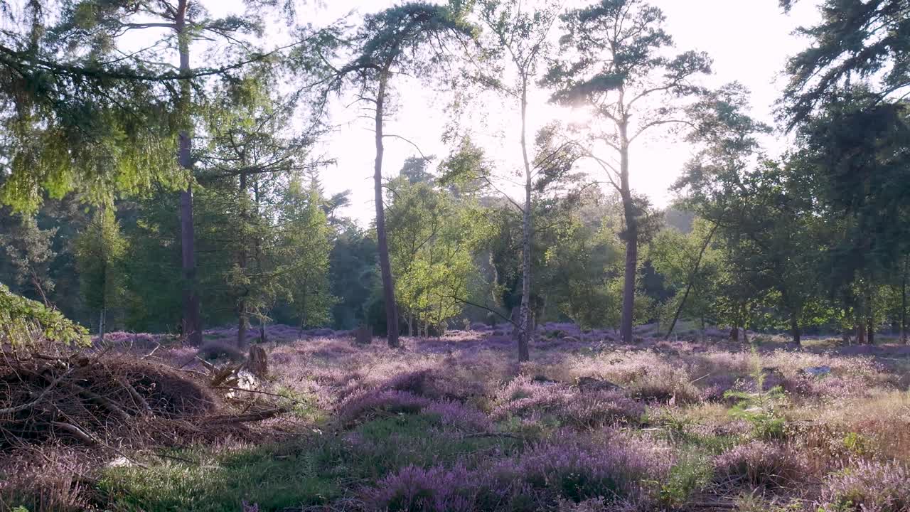 Sunlight filtering through a forest with blooming purple heather