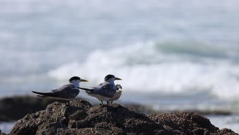 birds engaging and communicating on coastal rocks