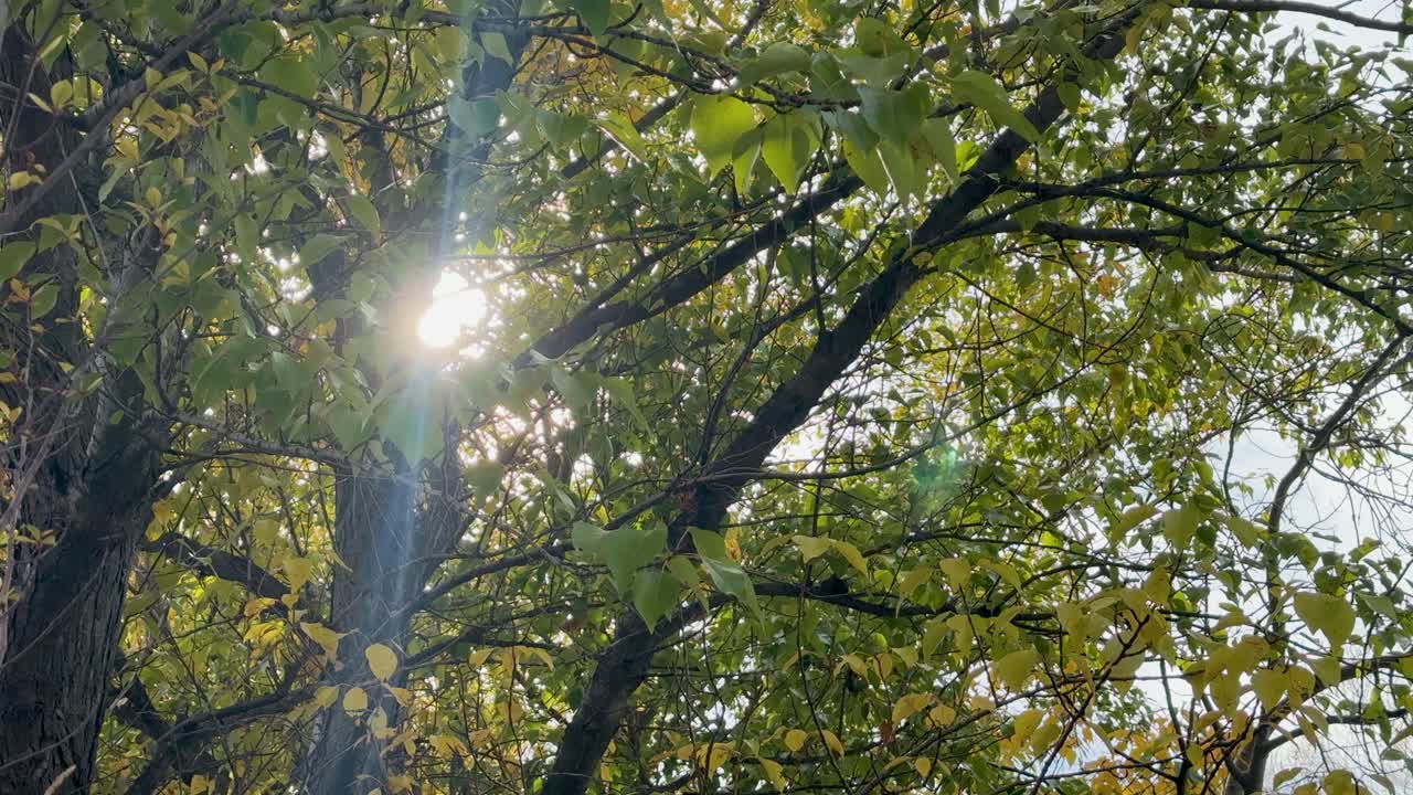 Sunlight streams through lush green leaves, creating a serene and natural atmosphere with dynamic light play