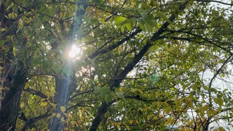 sunlight streams through lush green leaves, creating a serene and natural atmosphere with dynamic light play