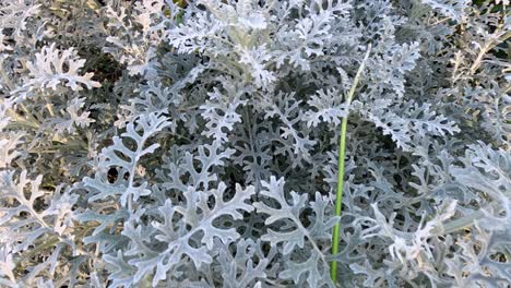 detailed view of jacobaea maritima foliage