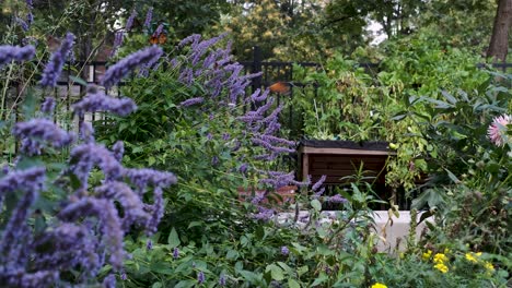 orange butterflies perched on purple flower bush flap their wings in slow motion in summer green garden