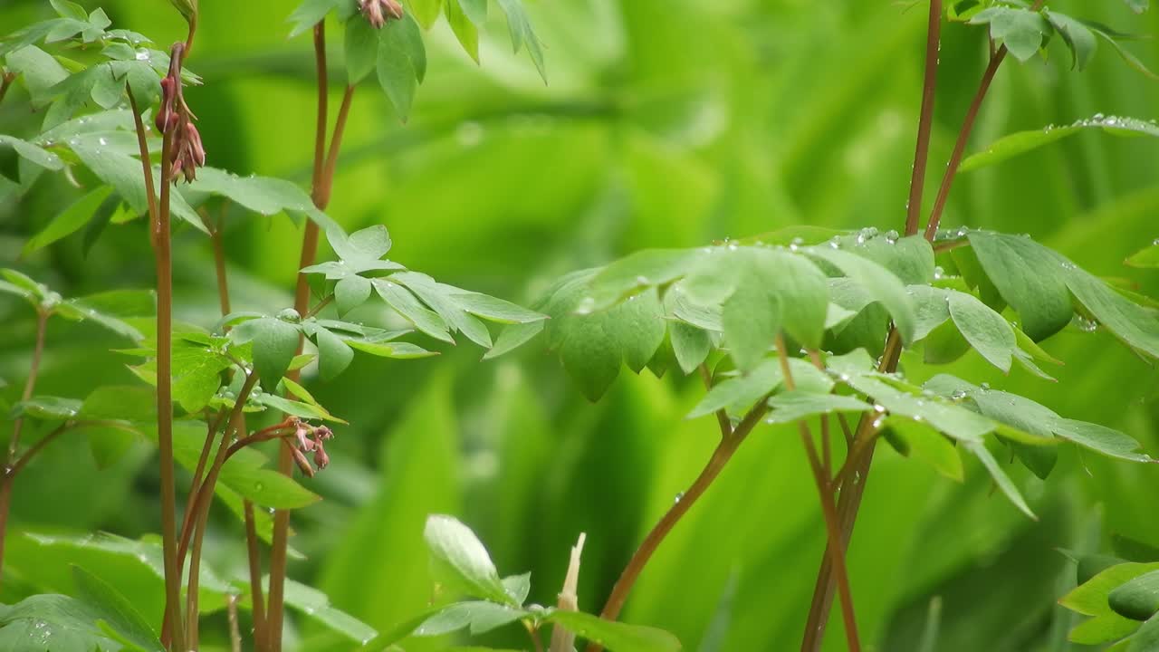비에 푸른 잔디