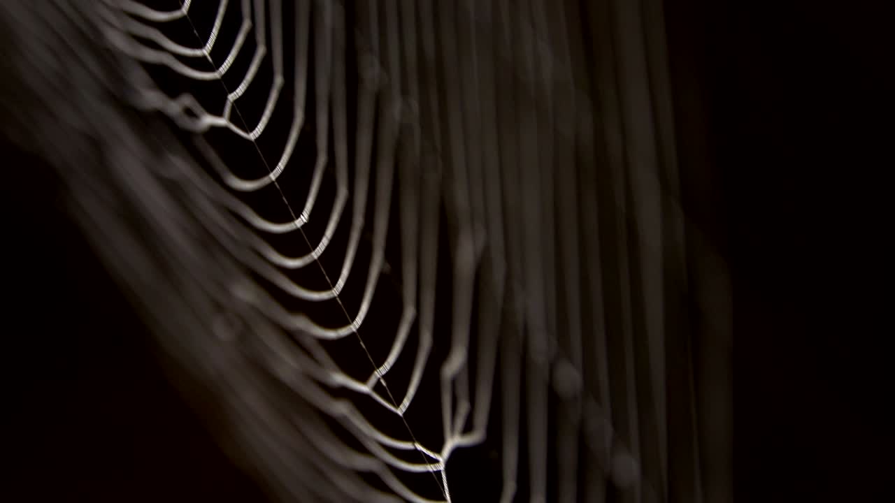 araña en el medio de la red de araña