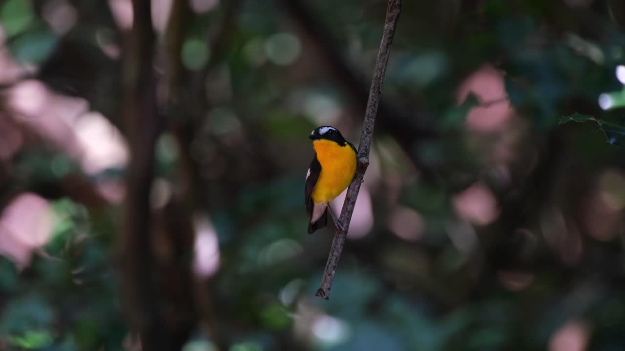 mirando a su alrededor mientras está posado en una rama colgante y luego se va volando, papamoscas de rabadilla amarilla ficedula zanthopygia, parque nacional kaeng krachan, tailandia