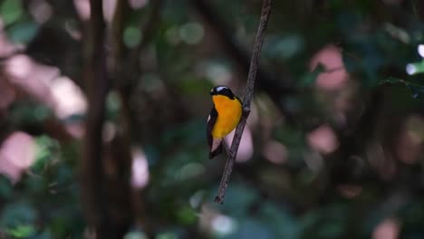 looking around while perched on a hanging branch then flies away, yellow-rumped flycatcher ficedula zanthopygia, kaeng krachan national park, thailand