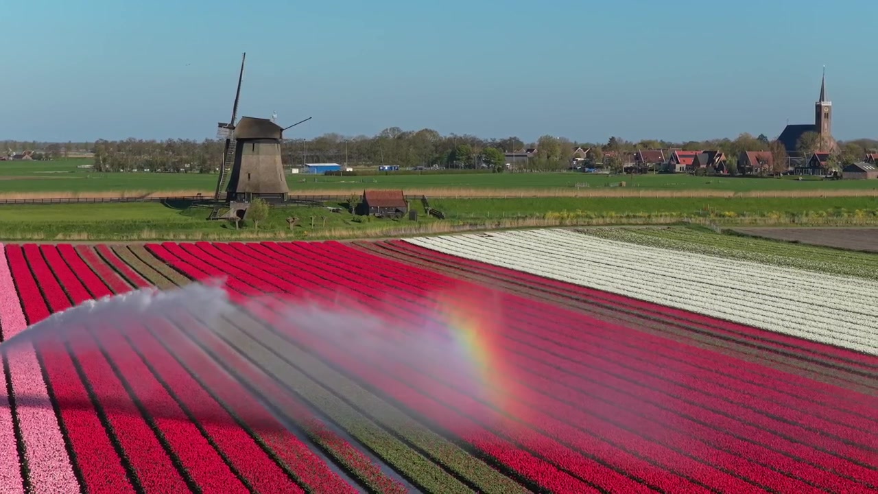 Tradisjonell nederlandsk vindmølle med utsikt over vanning av tulipanfelt