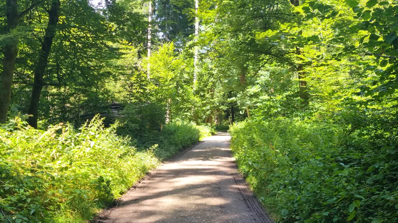 Scenic hiking path through lush Central European forest in bright summer sunlight, revealing vibrant greenery and tranquil leisure spots, filmed in Bremgartenwald, Bern, Switzerland