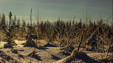 pine saplings covered in snow with cloud and sky time lapse in the background