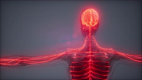 examen de radiología del cerebro humano