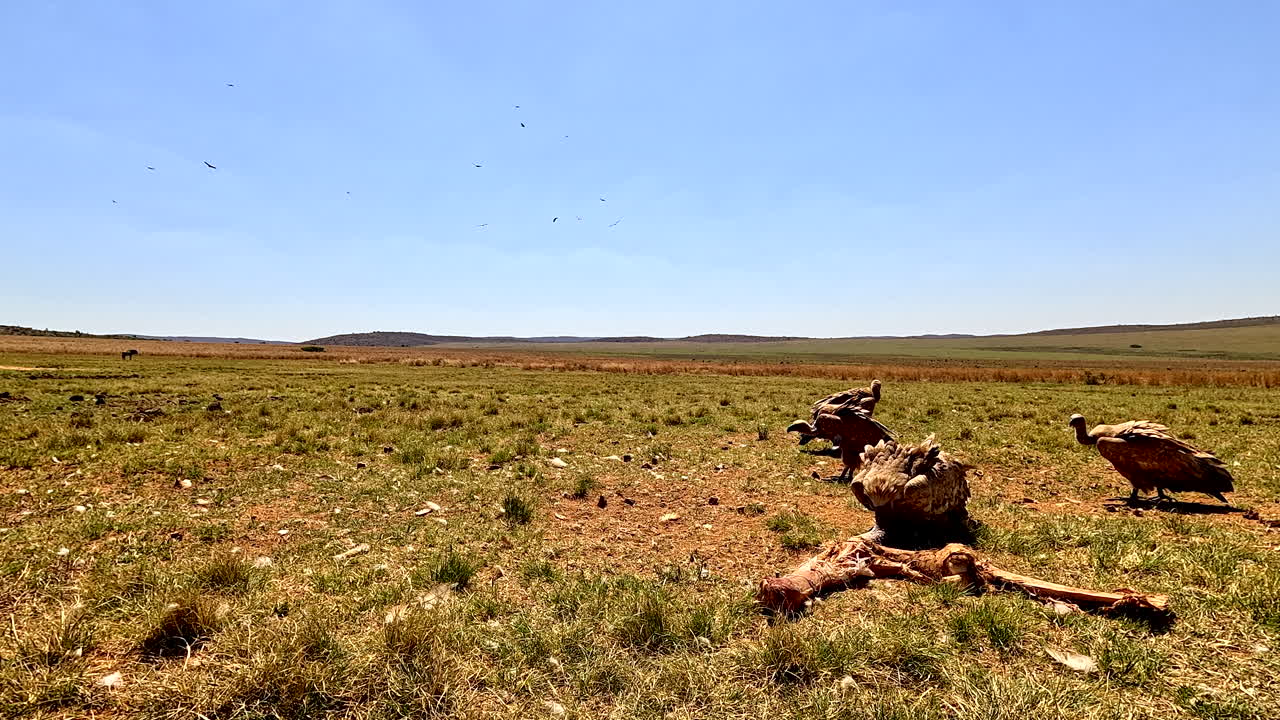 POV of vultures pecking at last carcass scraps with many others soaring in sky