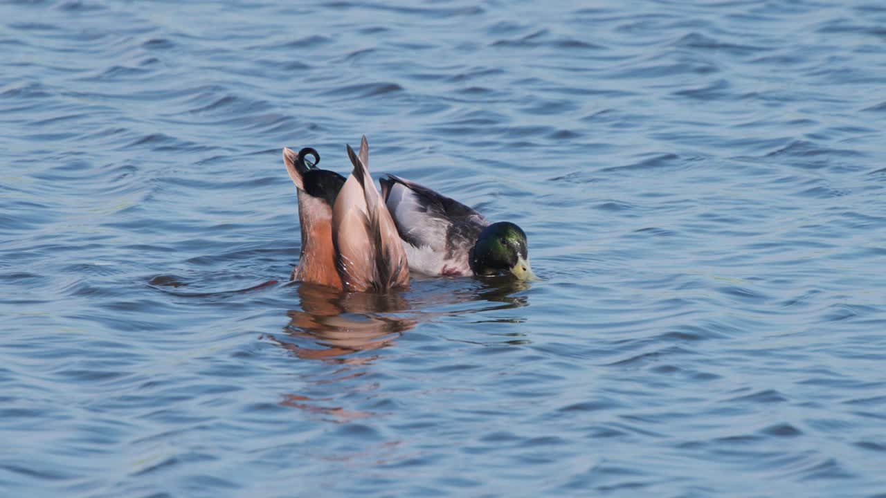 강 물 위 에 떠다니는 두 마리의 말라드 들 이 음식 을 찾기 위해 물  ⁇  에서 놀고 있다