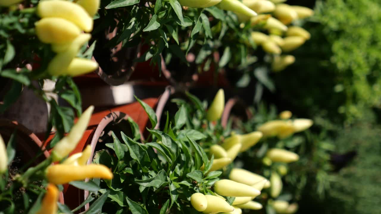 Yellow Chili Peppers Growing in Pots