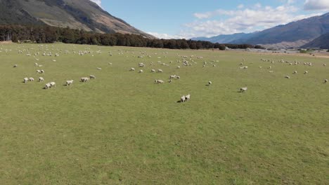 Drone-flying-over-huge-flock-of-sheep-feeding-on-vast-green-grass-fields-surrounded-by-mountains-on-clear-warm-summer-day