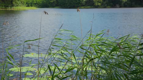 plantas de agua que crecen en el lago entre las almohadillas flotantes de lirio verde en un día soleado