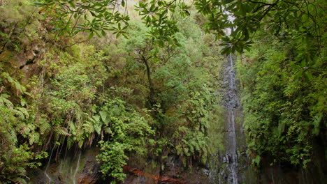 Wasserfall-Madeira-25-Brunnen-Cascada-Da-Risco-Exotischer-Tropischer-Dschungel