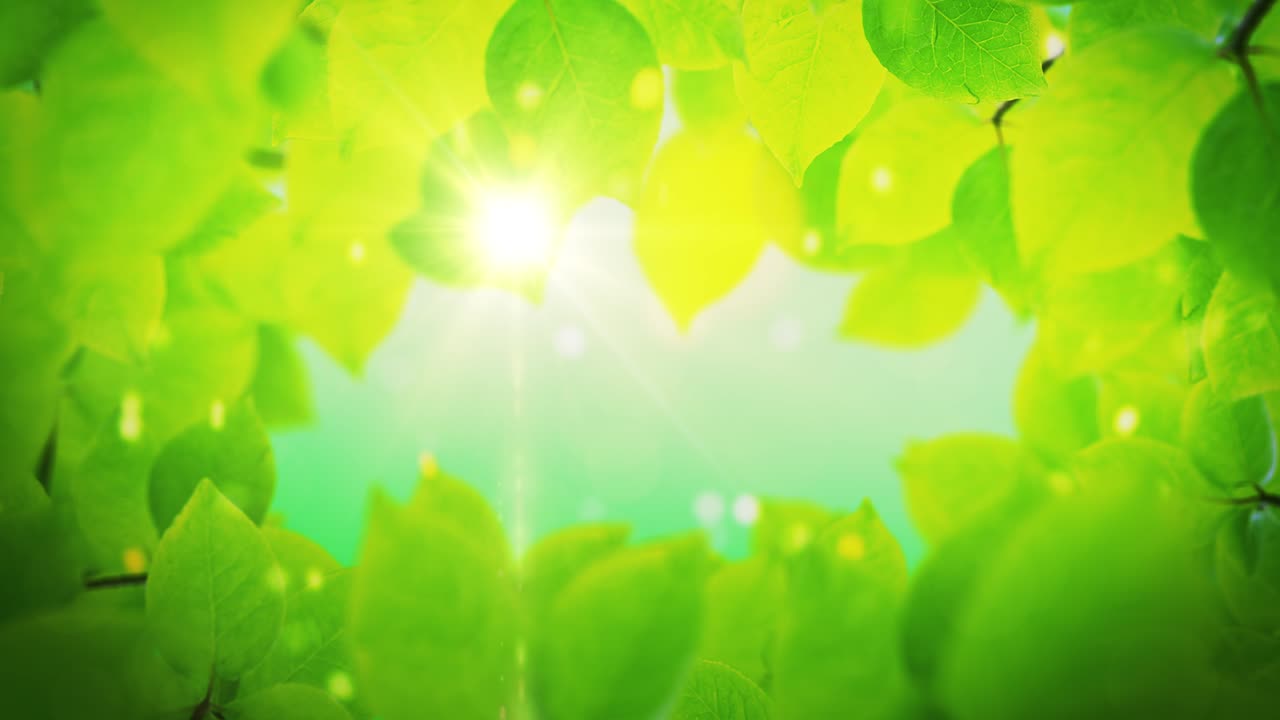 美しい緑の木の葉は太陽の光を明らかにします