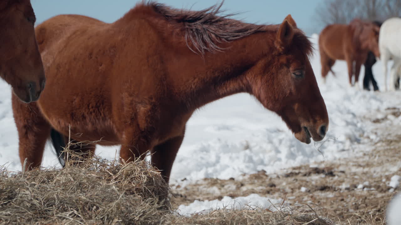 caballos comiendo heno seco o hierba en invierno en el rancho de daegwallyeong sky cubierto de nieve
