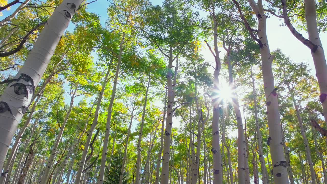 Quaking Aspen morning sunrise sun flare rays Mount Shavano trailhead Colorado trail San Isabel White River National Forest colors fall autumn foliage leaf peeping Kebler Pass Vail Telluride backwards
