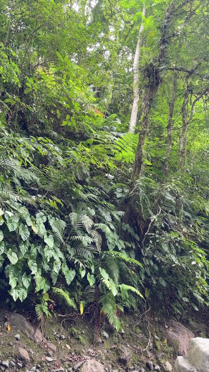 Rigogliosa vegetazione tropicale della foresta pluviale con felci e alberi