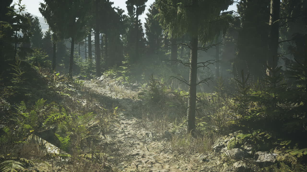 Lush woodland path winding through a serene canadian forest landscape