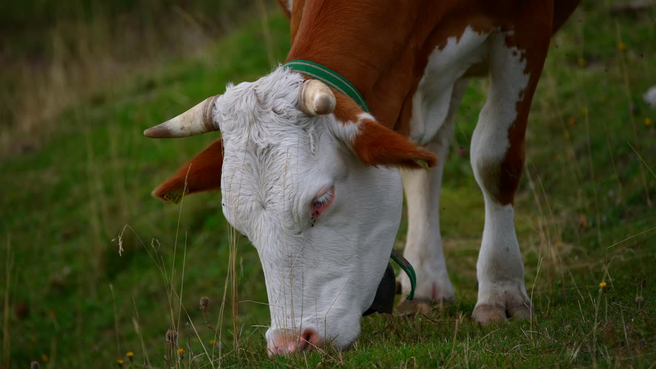 Mucca europea bianca e bruna con corna, ripresa