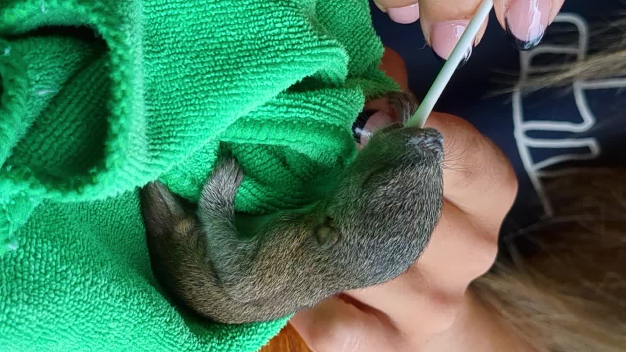 부모를 잃은 작은 새끼 다람에게 먹이를 주는 것